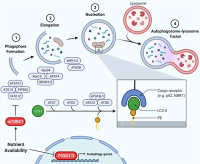 Communication Between Autophagy and Insulin Action: At the Crux of Insulin Action-Insulin Resistance?